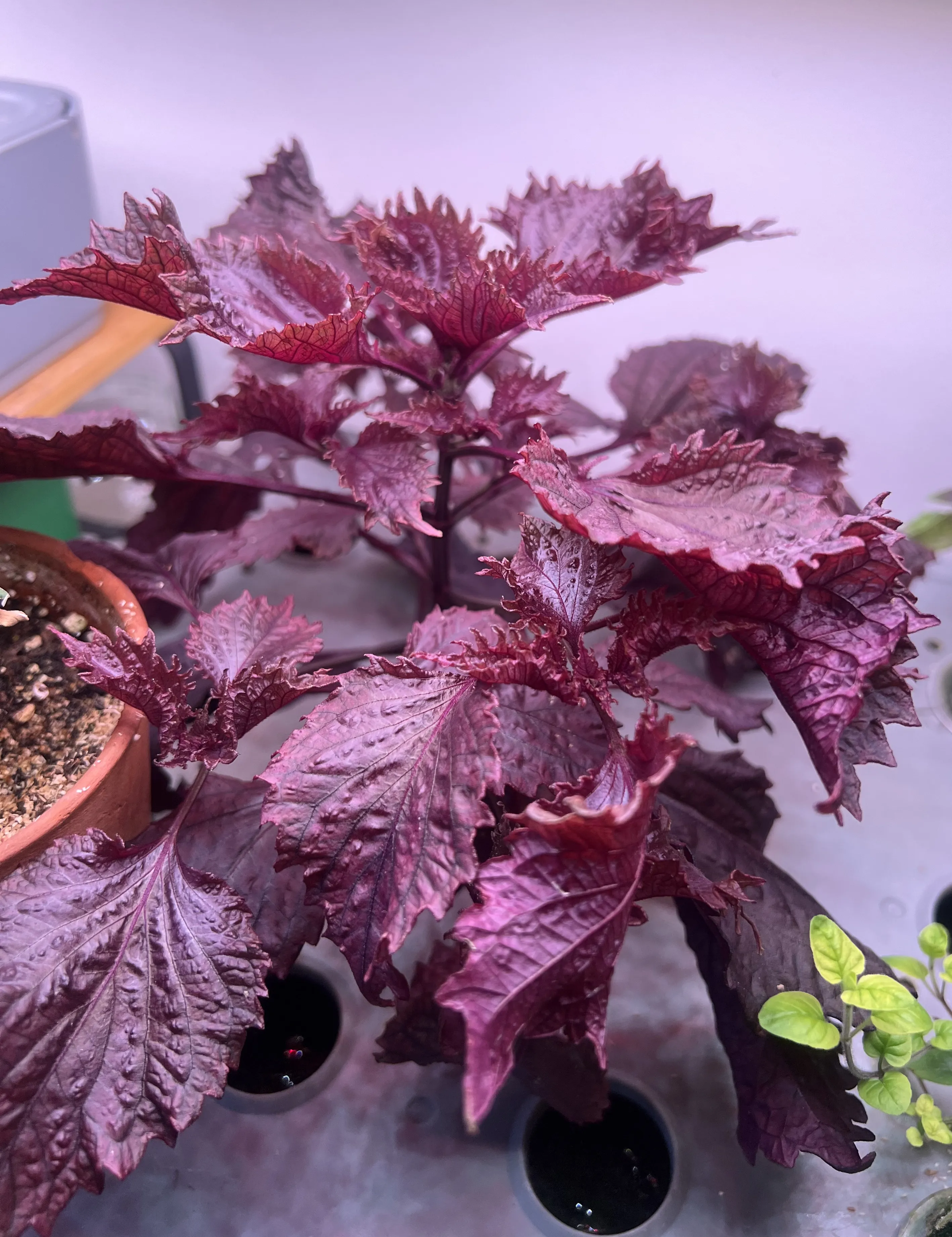 Red shiso after around 6 weeks in my hydroponic setup.