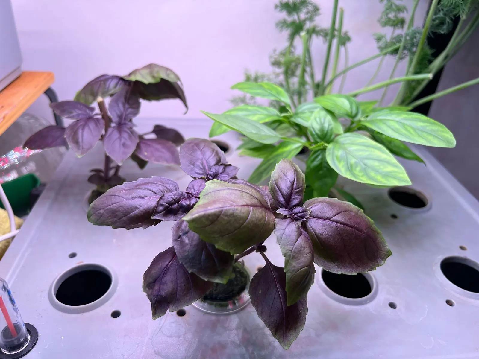 Purple and Thai basil in my hydro setup.