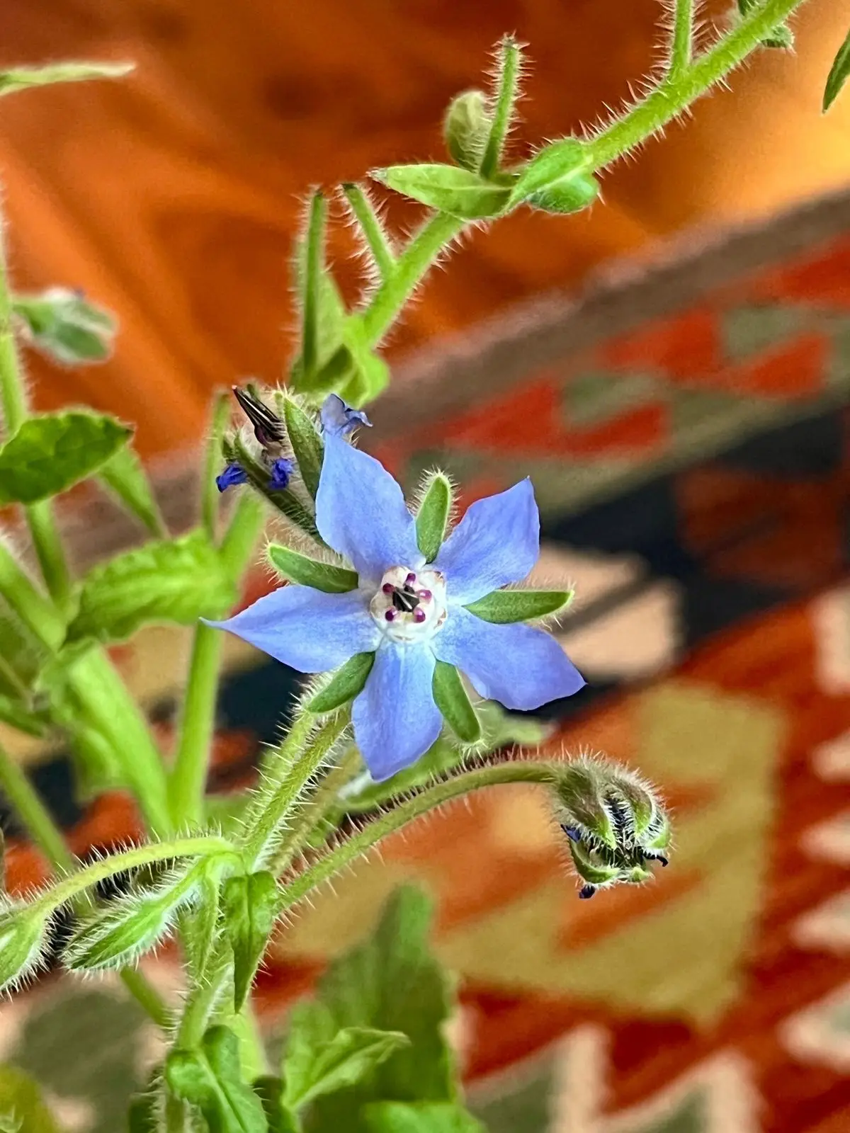 Borage flower.