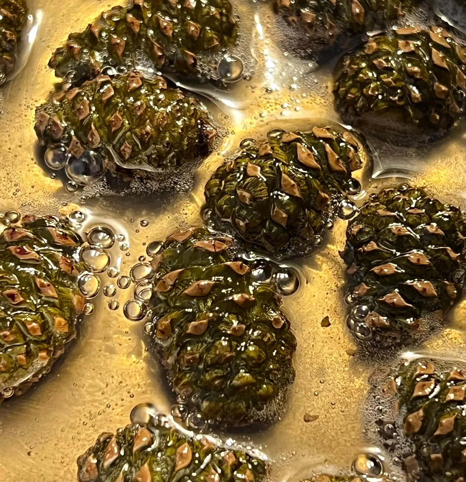 Pine cone jam in progress