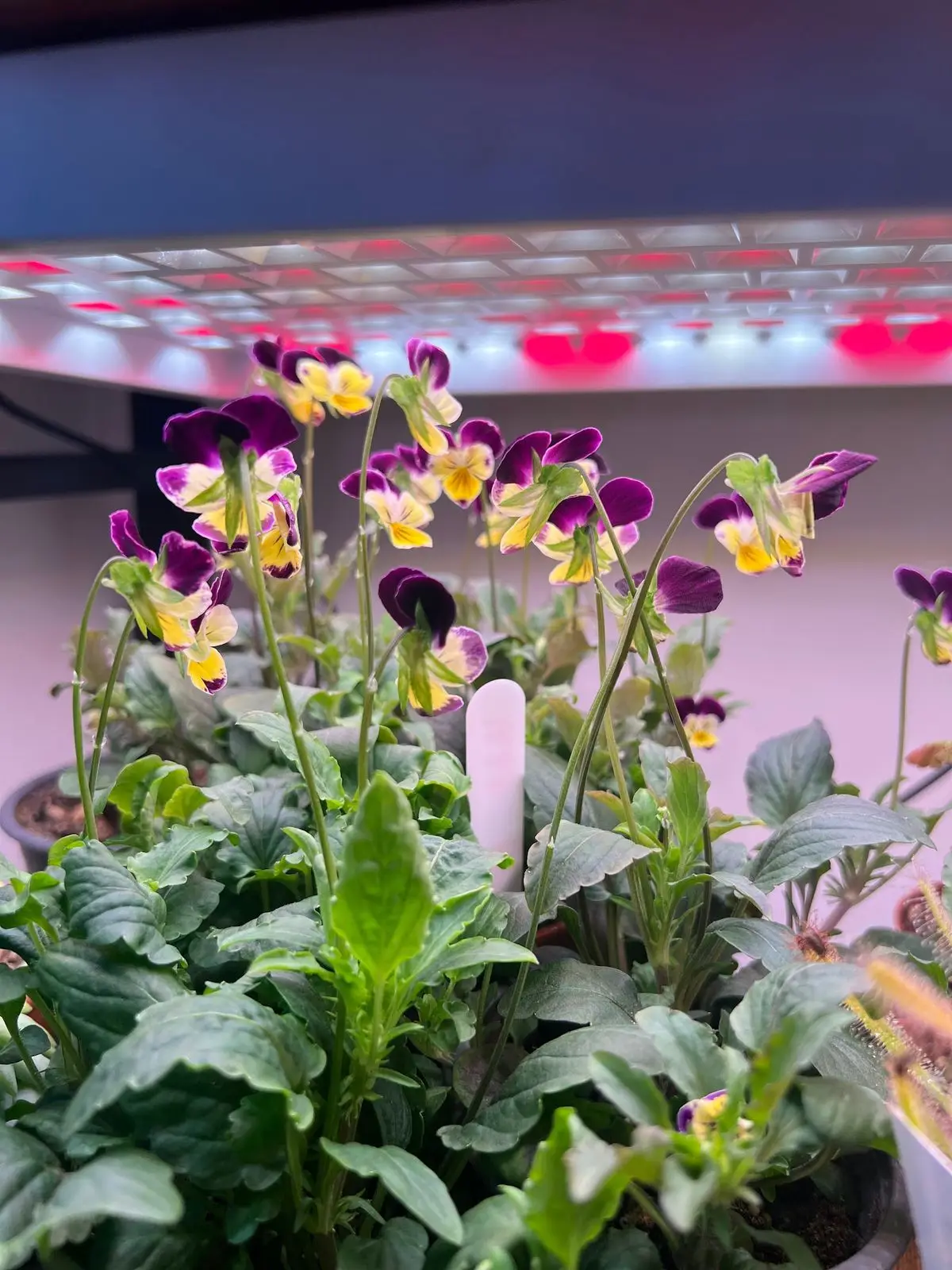 Wild Violets under grow lights.
