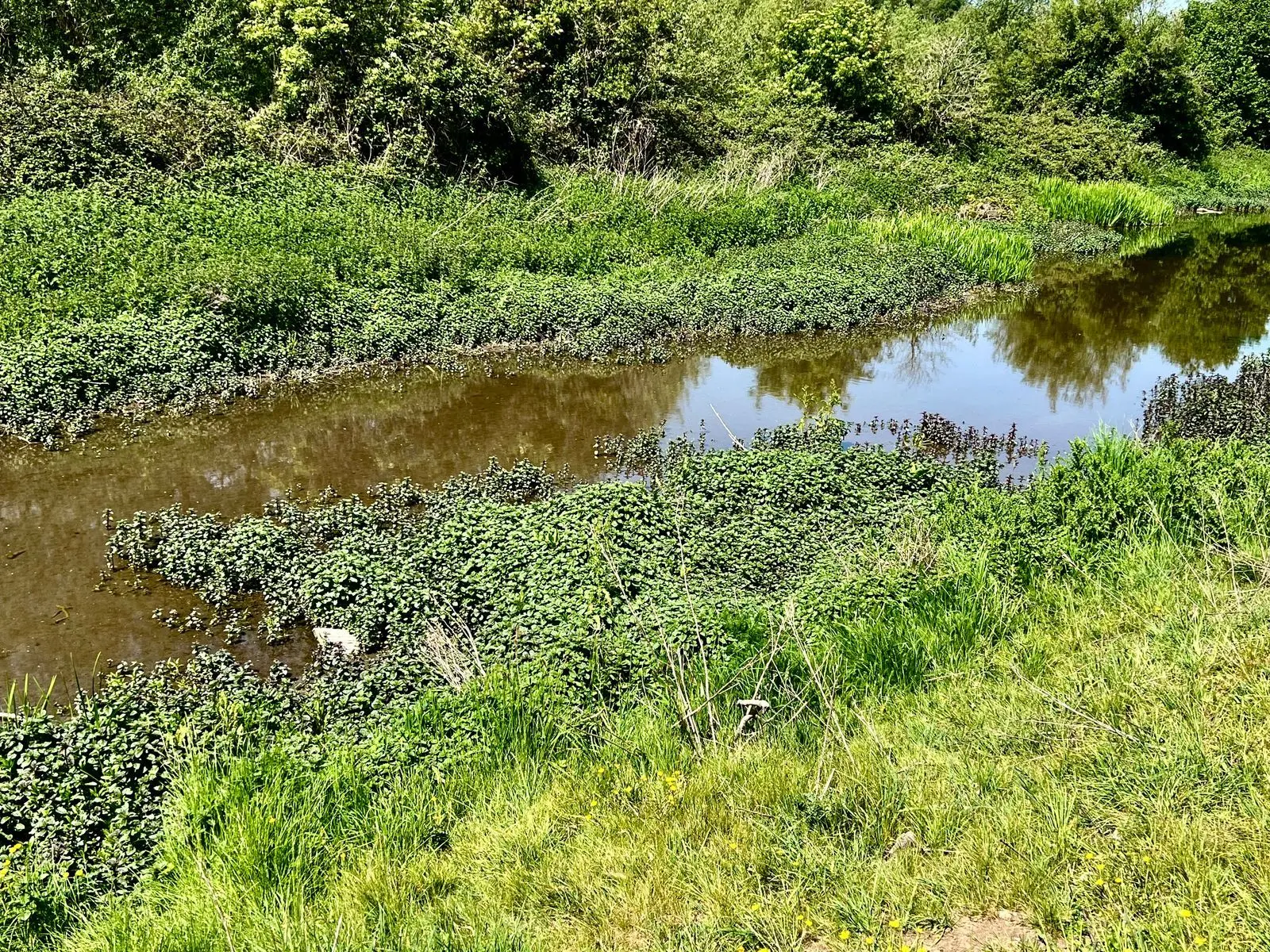 Water mint along the River Chess