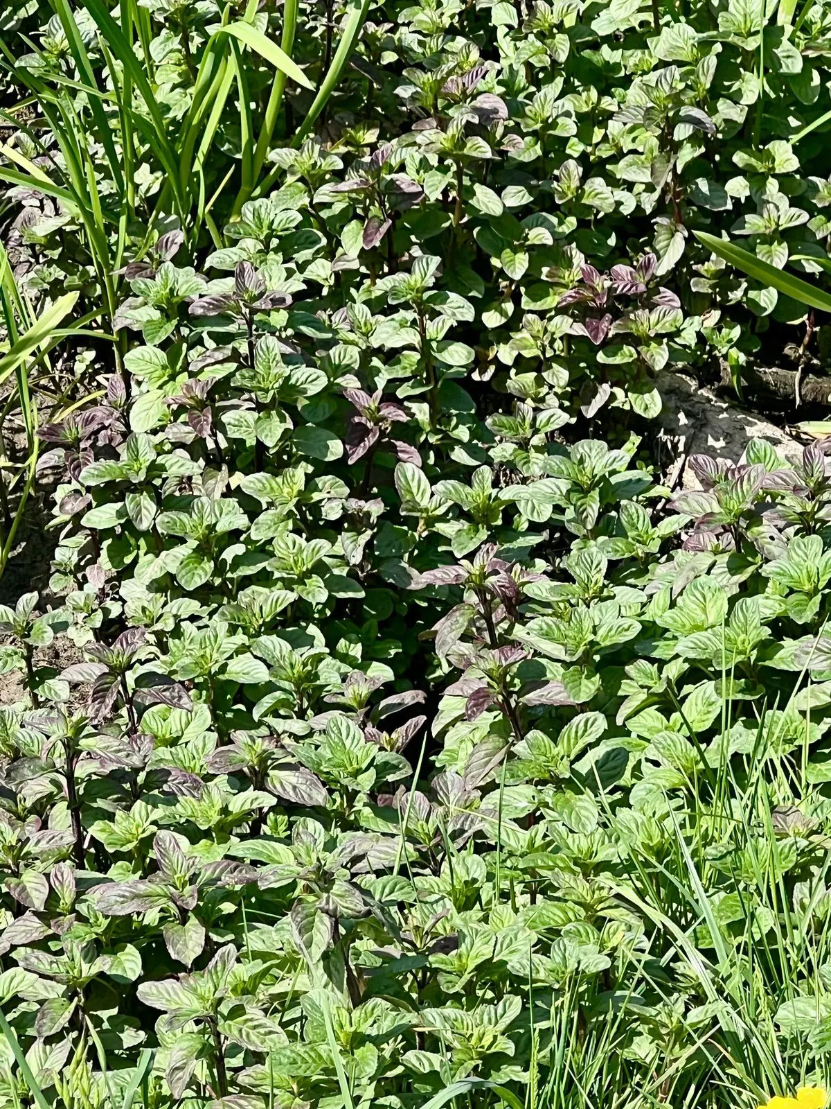 Patch of water mint